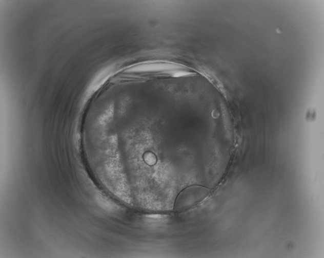 X0000096160053200802011305