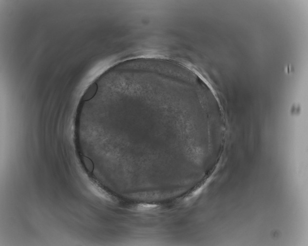 X0000096160055200802011305