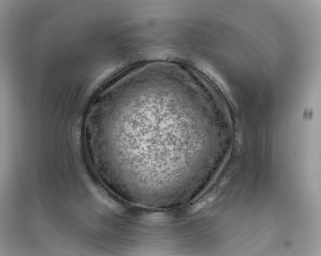 X0000096160058200802011305