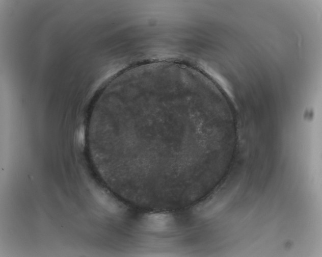 X0000096160067200802011305