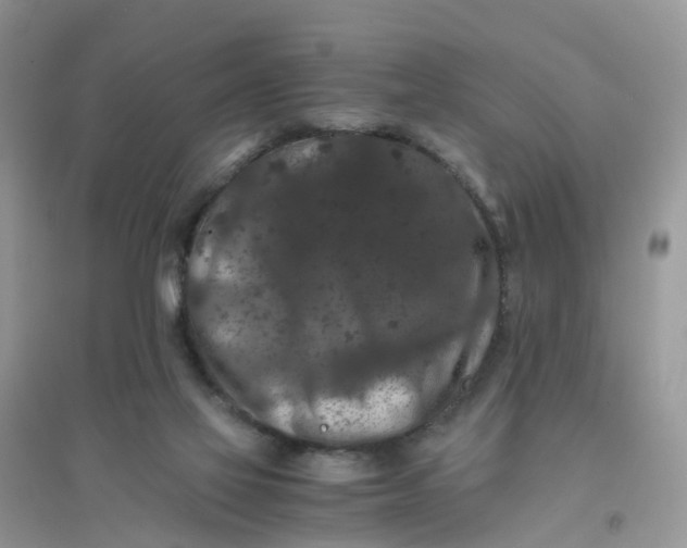 X0000096160069200802011305