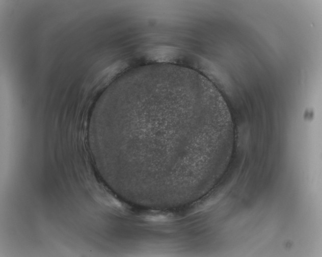 X0000096160073200802011305