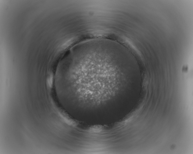 X0000096160076200802011305