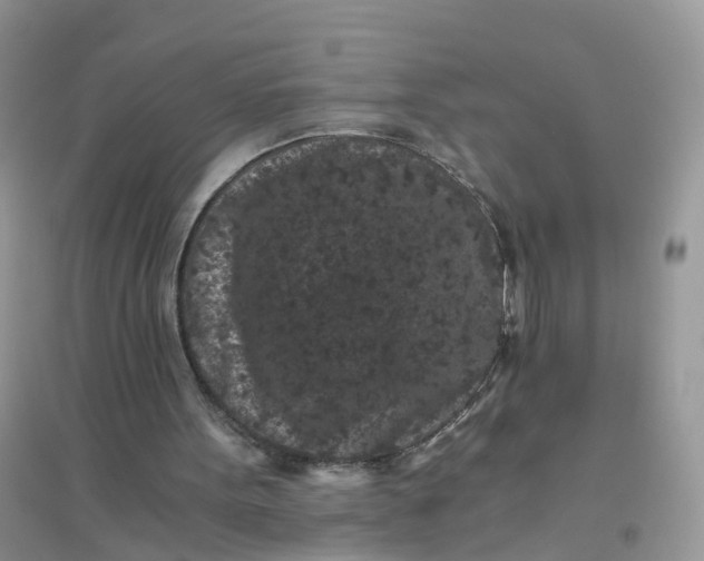 X0000096160099200802011305