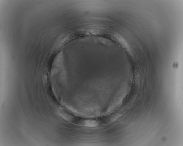 X0000096160169200802011304