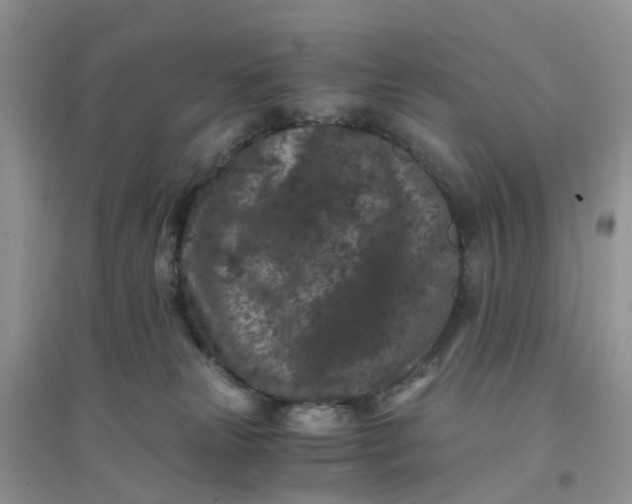 X0000096160181200802011304