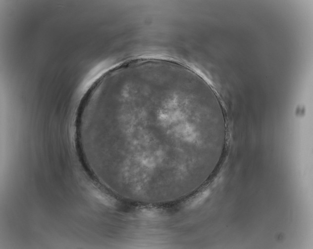 X0000096160199200802011303