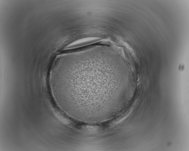 X0000096160209200802011303