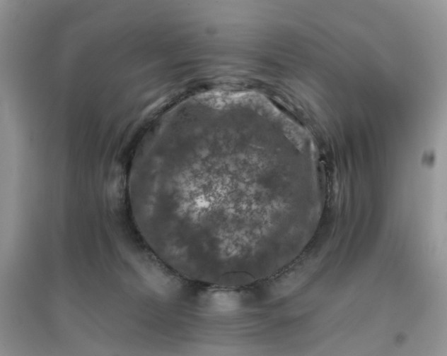 X0000096160228200802011303