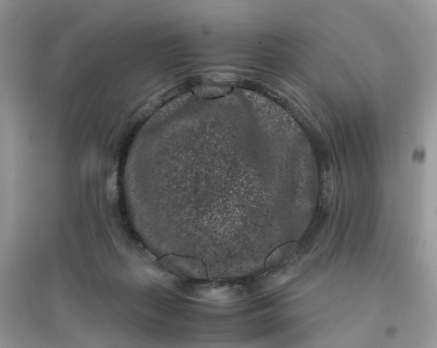 X0000096160267200802011302