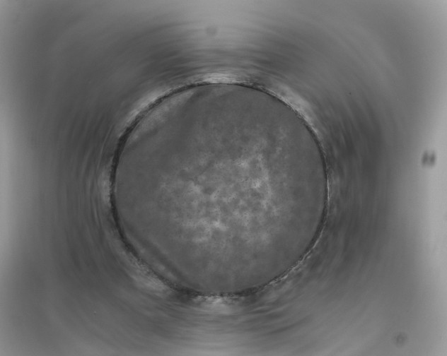 X0000096160297200802011302