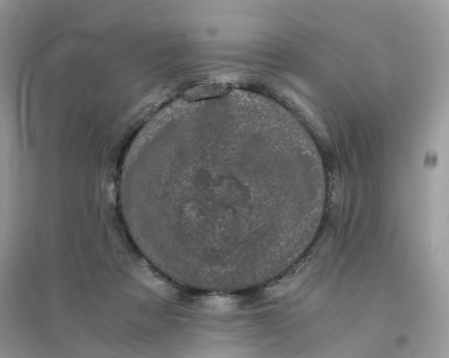 X0000096160313200802011302