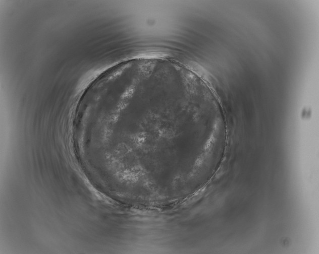 X0000096160337200802011301