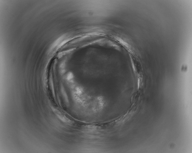 X0000096160339200802011301