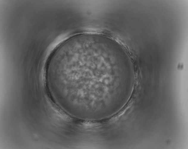 X0000096160343200802011301