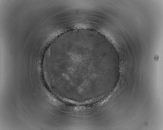 X0000096160353200802011301