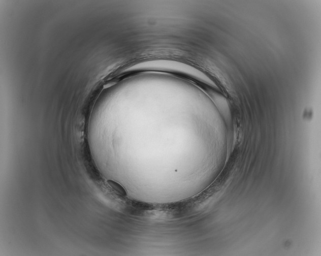 X0000096160356200802011301