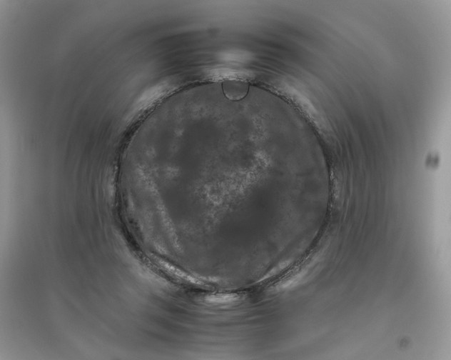 X0000096160357200802011301