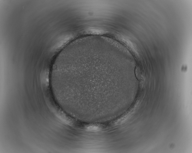 X0000096160358200802011301