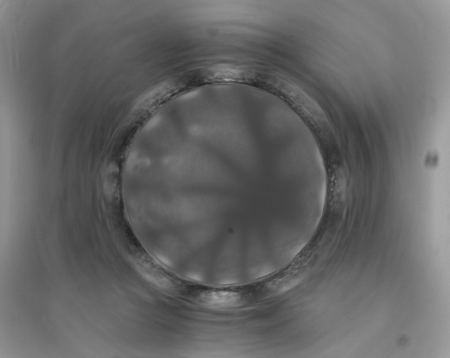 X0000096160361200802011301