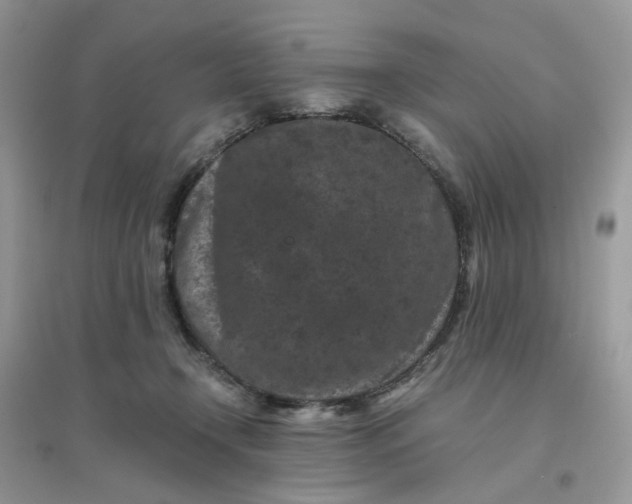 X0000096160366200802011301