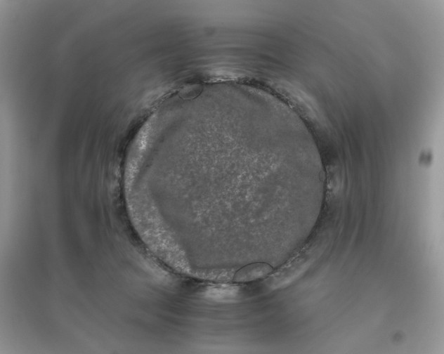 X0000096160369200802011301