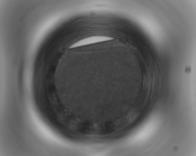 X0000096160383200802011301