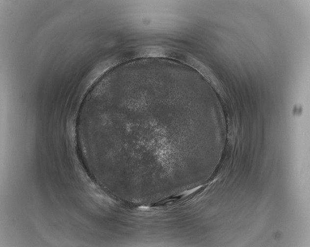 X0000096160386200802011300