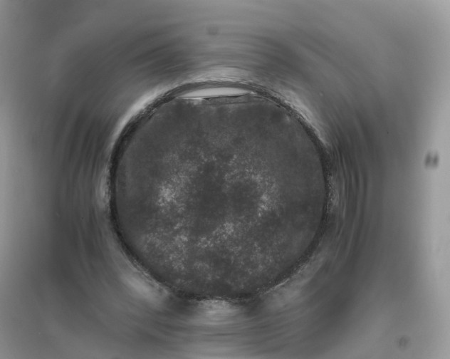 X0000096160392200802011300