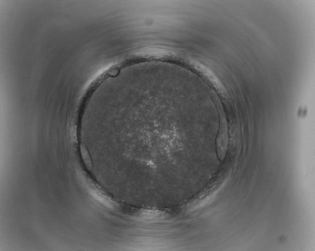 X0000096160399200802011300