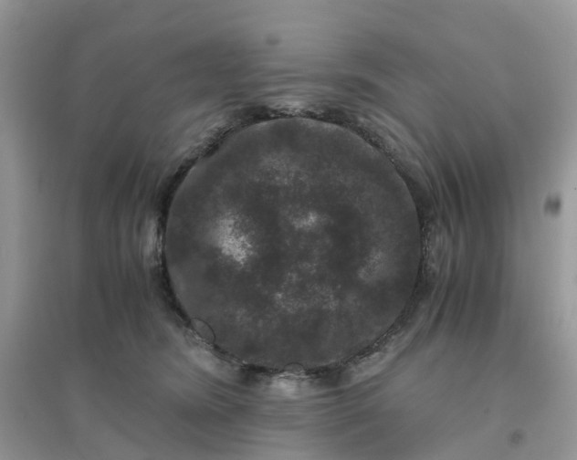 X0000096160420200802011300