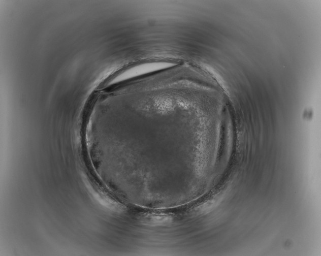 X0000096160443200802011259