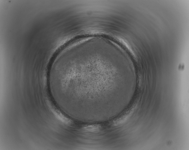 X0000096160447200802011259