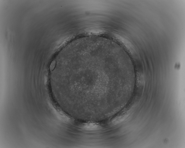 X0000096160451200802011259