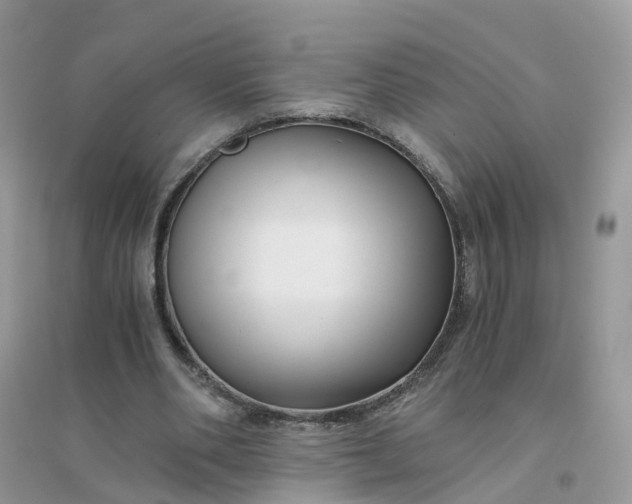 X0000096160486200802011259