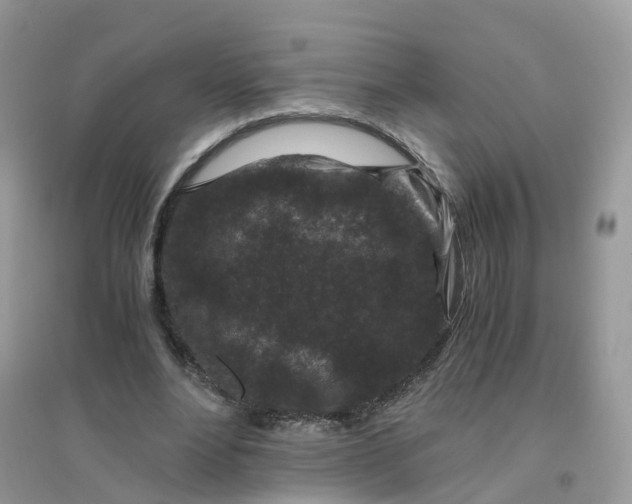 X0000096160488200802011259