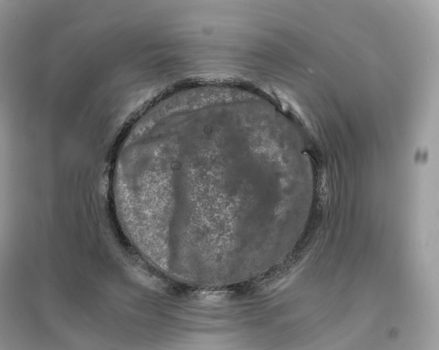 X0000096160495200802011259