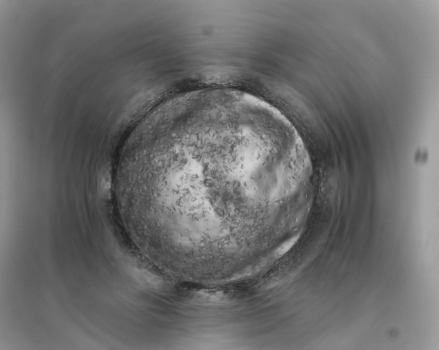 X0000096160502200802011259