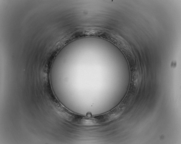 X0000096160510200802011259