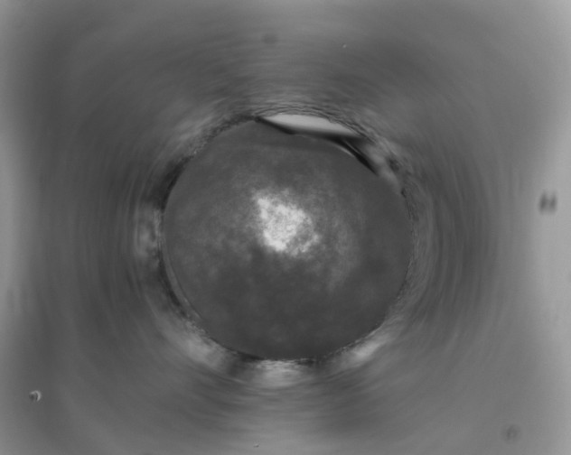 X0000096160528200802011259