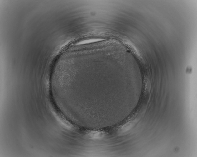 X0000096160542200802011258