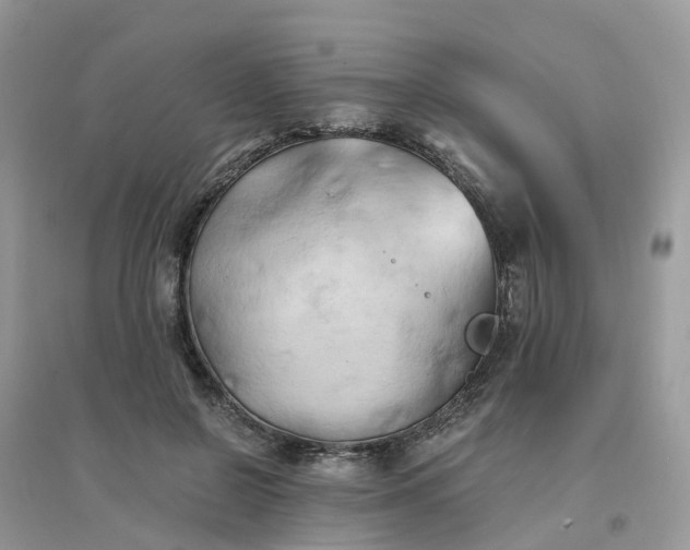 X0000096160550200802011258