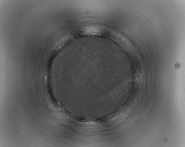 X0000096160551200802011258