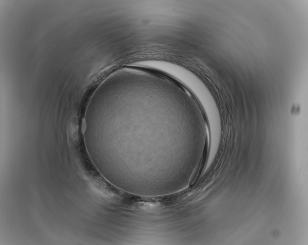 X0000096160552200802011258