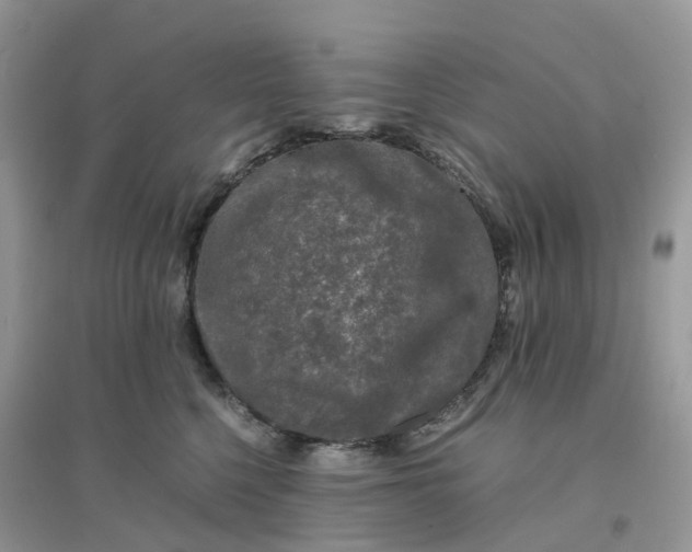 X0000096160568200802011258