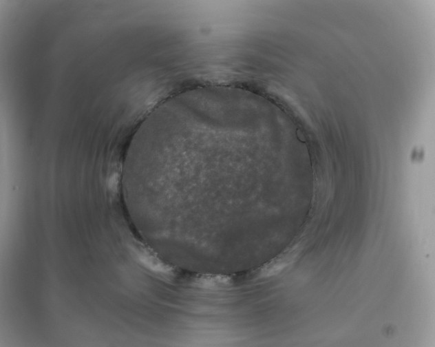 X0000096160576200802011259