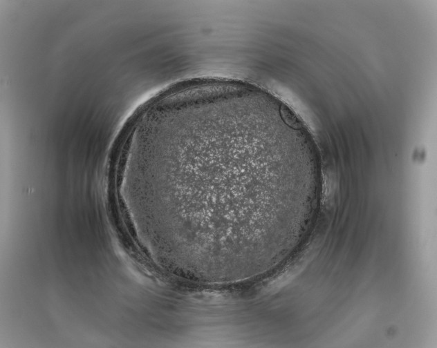 X0000096160580200802011258