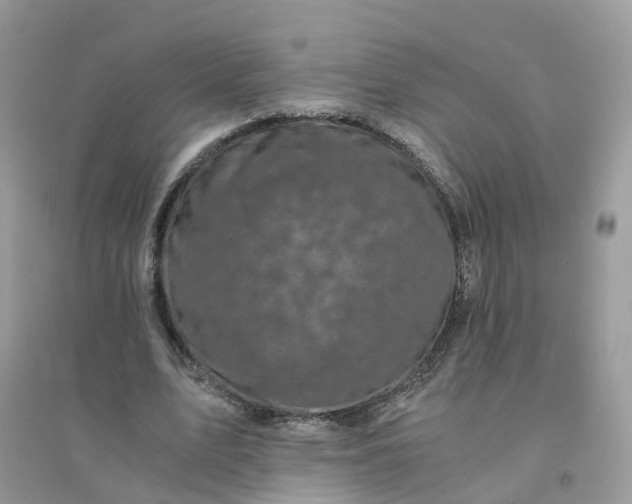 X0000096160583200802011258