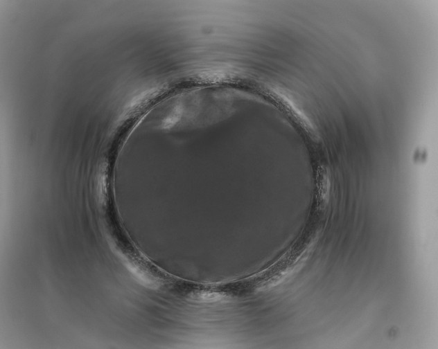 X0000096160590200802011258