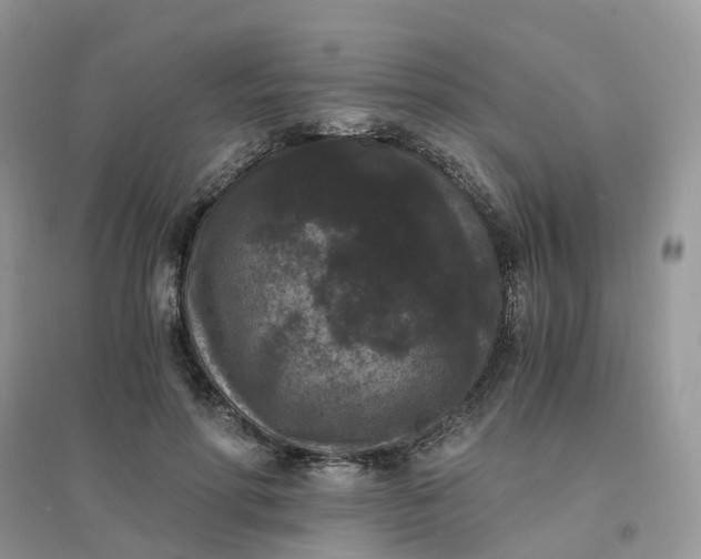 X0000096160598200802011258